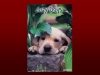 Animale 1