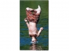 COOL PICS