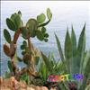 Cactusi