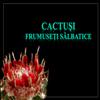 Cactusi