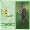 Cuckoo