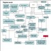 Diagrama sexuala