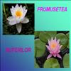 FRUMUSETEA NUFERILOR