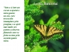 Lectia fluturelui