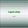 Legume uriase