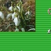 MARTISOR