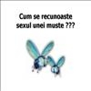 Muste