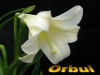 Orbul