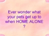 Pets Home Alone