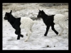 Tierisch