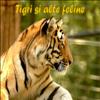 Tigri si feline