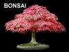 bonsai