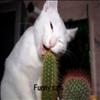 funny kittys